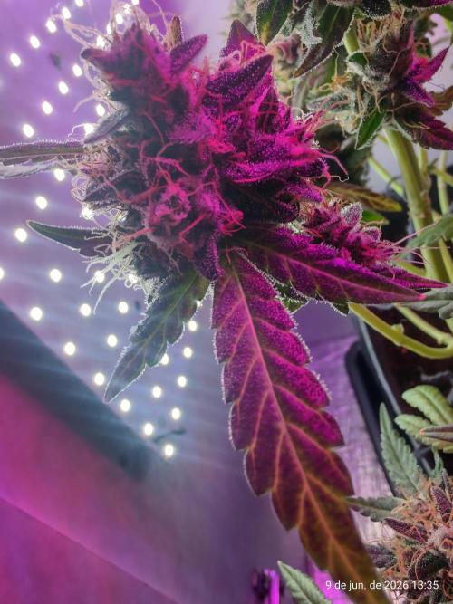 Skittles Pie. Week 21