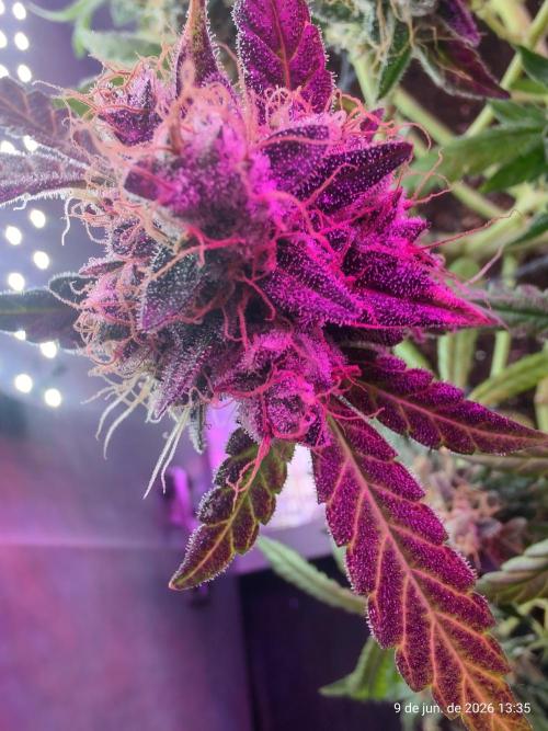 Skittles Pie. Week 21