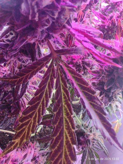 Skittles Pie. Week 21