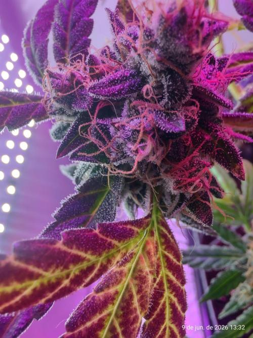 Skittles Pie. Week 21