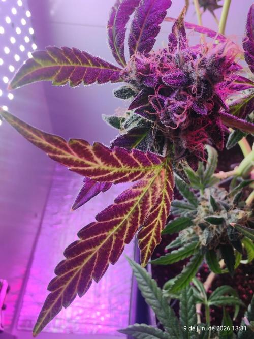 Skittles Pie. Week 21