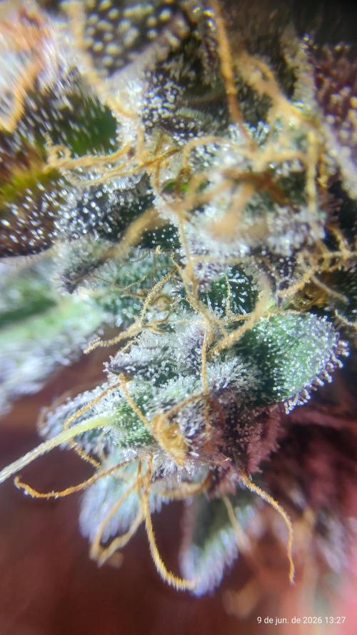 Skittles Pie. Week 21