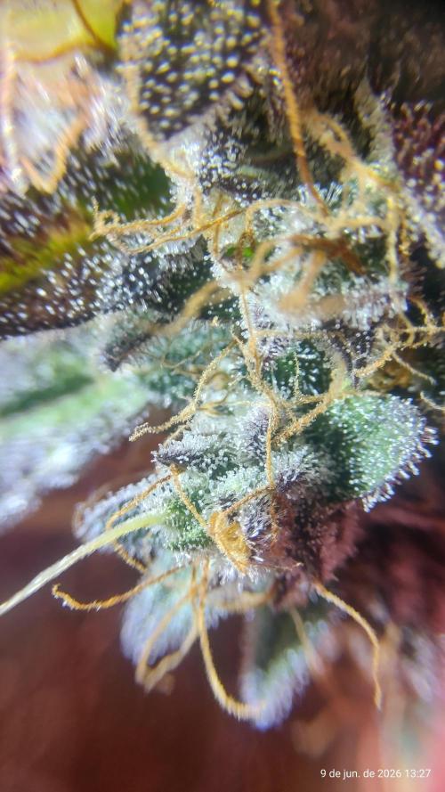 Skittles Pie. Week 21