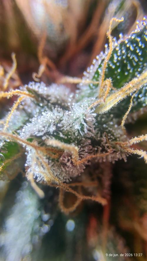 Skittles Pie. Week 21