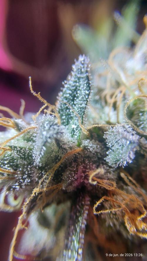 Skittles Pie. Week 21