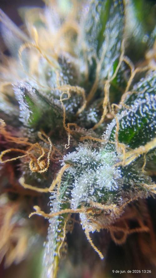 Skittles Pie. Week 21