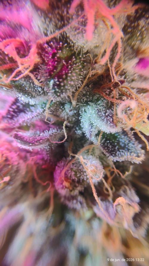 Skittles Pie. Week 21