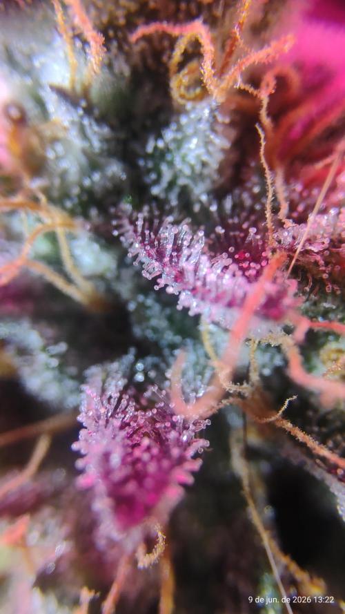 Skittles Pie. Week 21