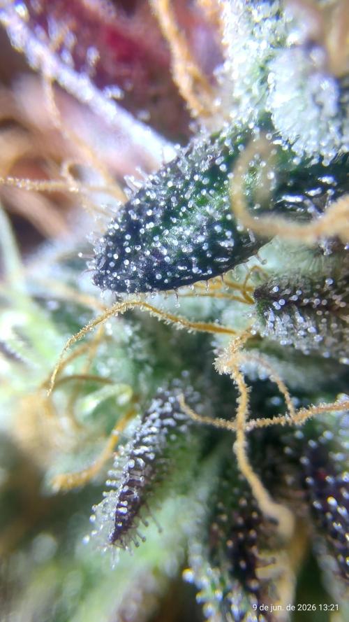 Skittles Pie. Week 21