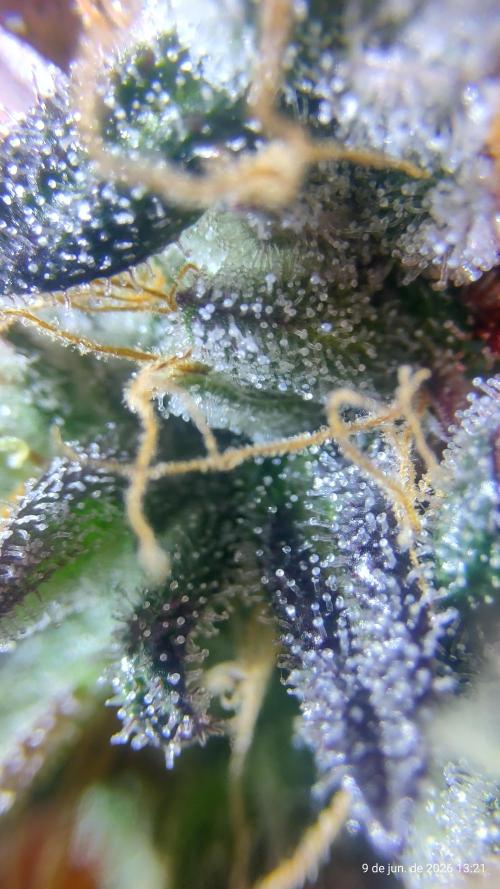 Skittles Pie. Week 21
