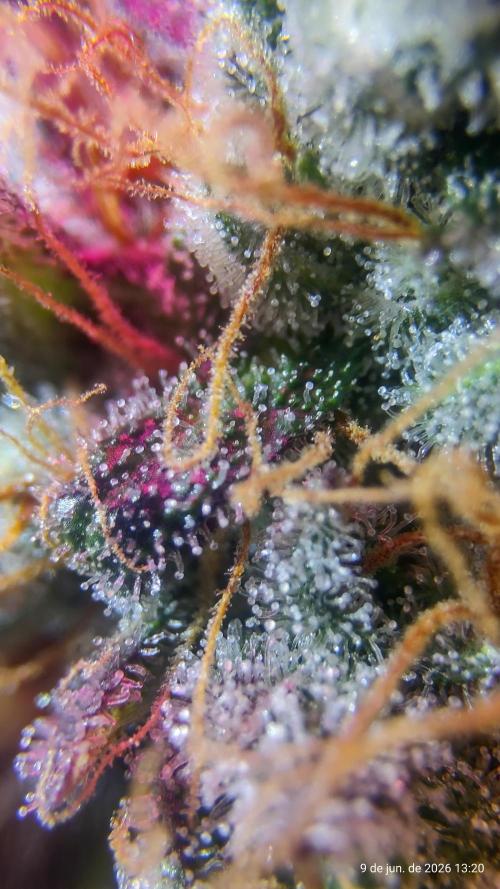Skittles Pie. Week 21