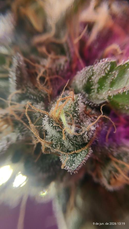 Skittles Pie. Week 21
