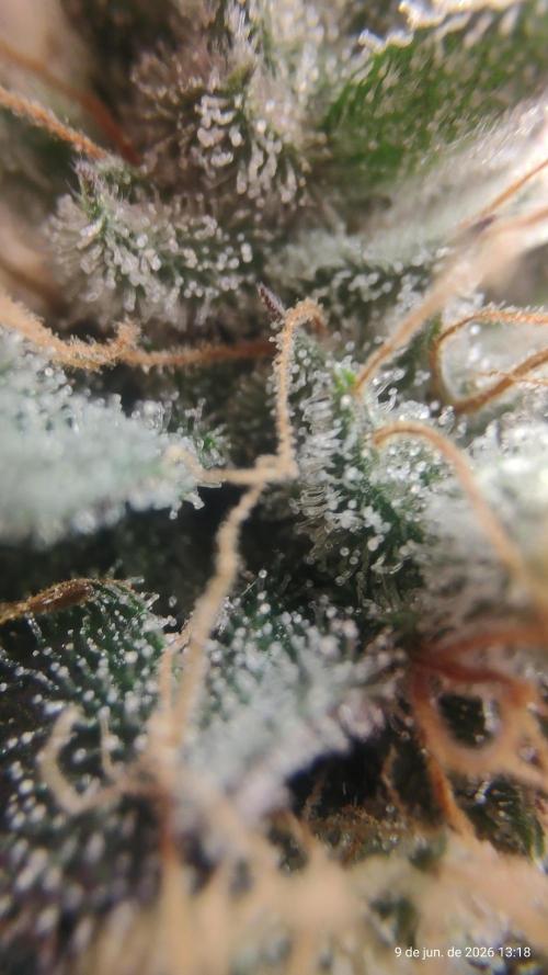 Skittles Pie. Week 21