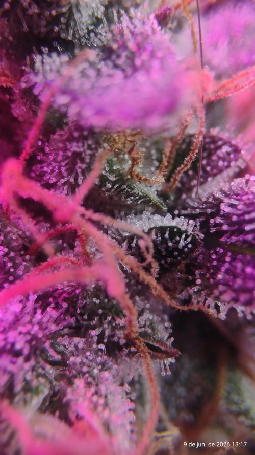 Skittles Pie. Week 21