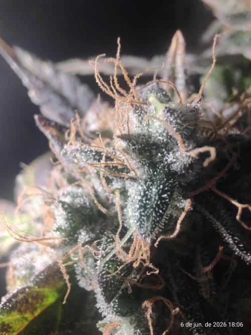 Skittles Pie. Week 21