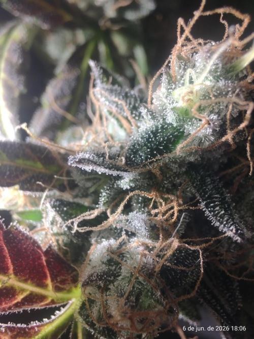 Skittles Pie. Week 21