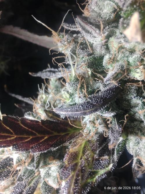 Skittles Pie. Week 21