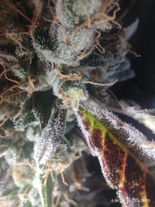 Skittles Pie. Week 21