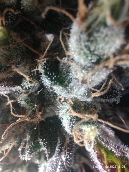 Skittles Pie. Week 21