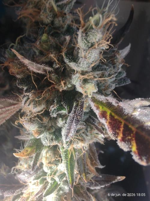 Skittles Pie. Week 21