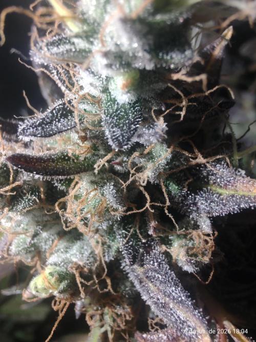 Skittles Pie. Week 21