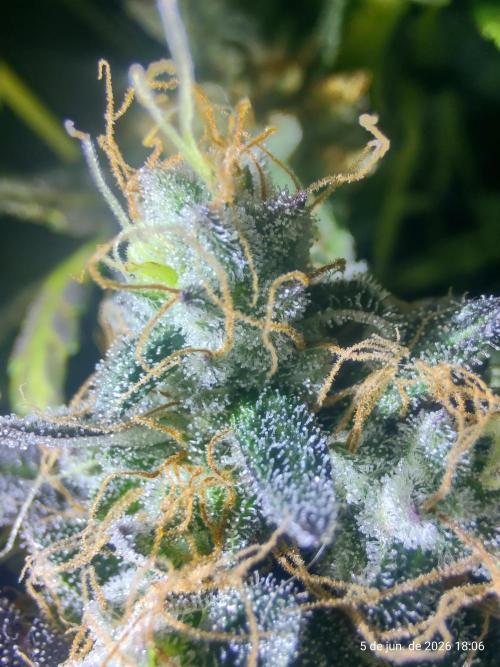 Skittles Pie. Week 21