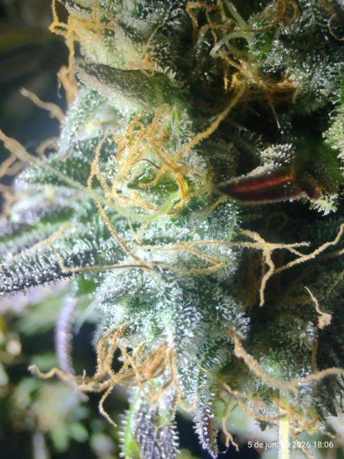 Skittles Pie. Week 21