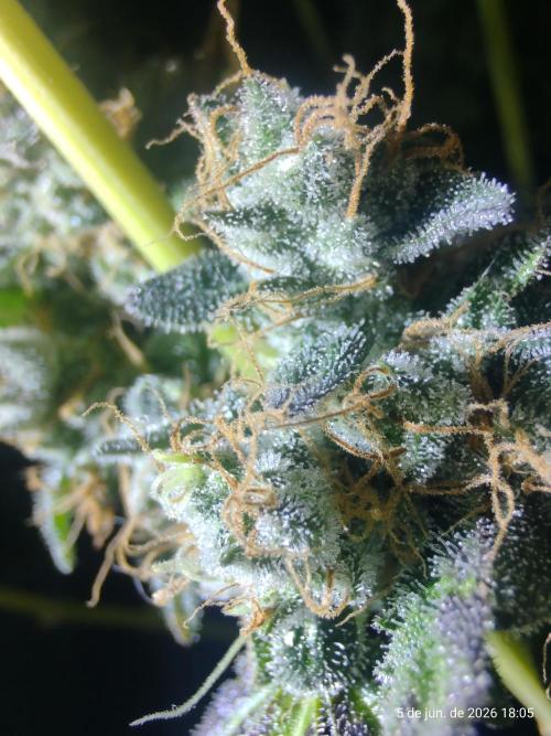 Skittles Pie. Week 21