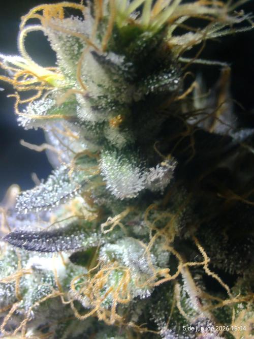 Skittles Pie. Week 21