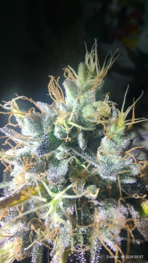 Skittles Pie. Week 21