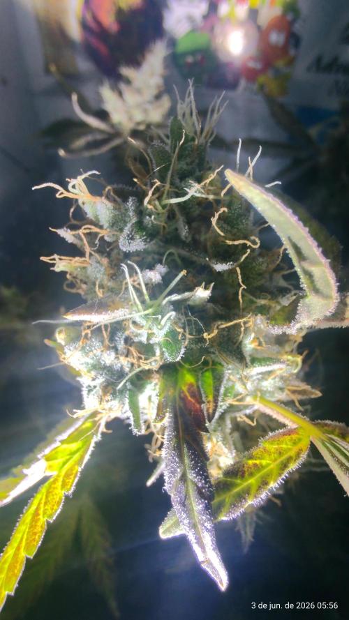 Skittles Pie. Week 21
