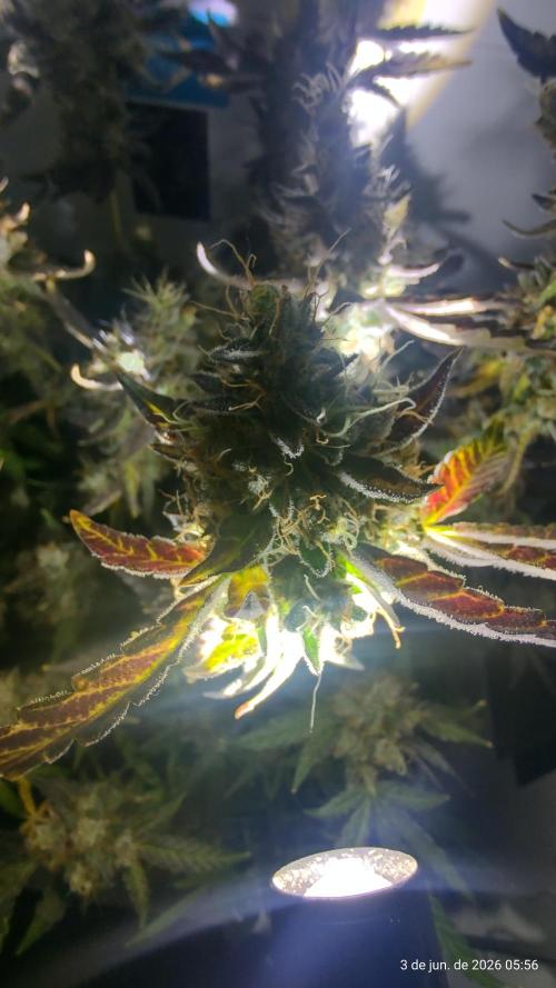 Skittles Pie. Week 21