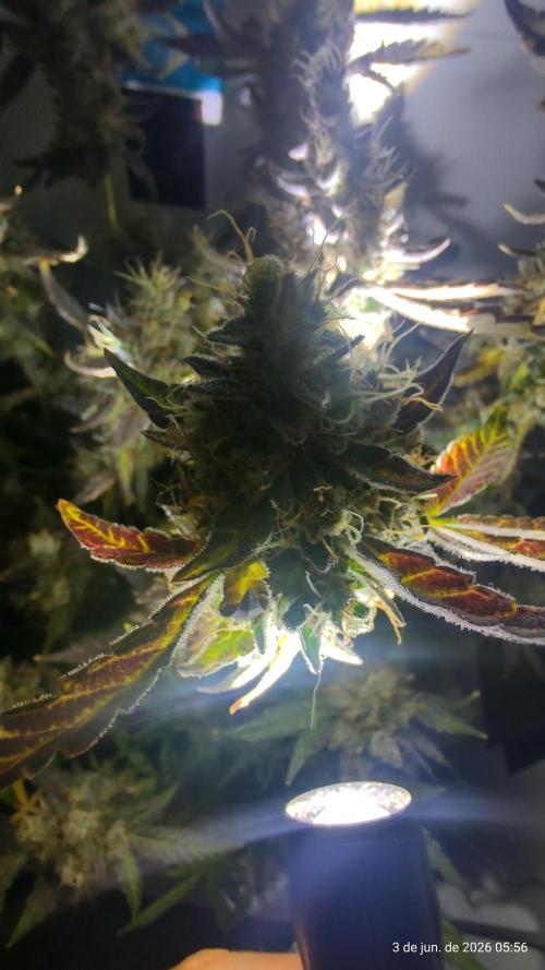 Skittles Pie. Week 21