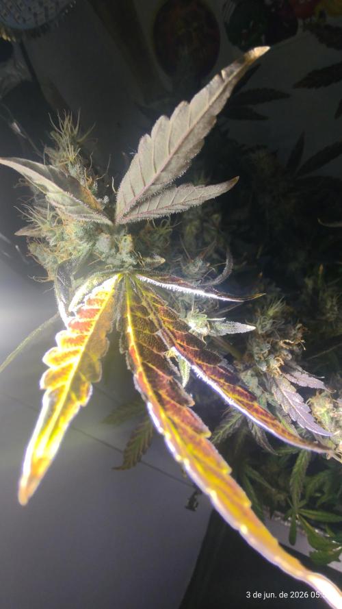 Skittles Pie. Week 21