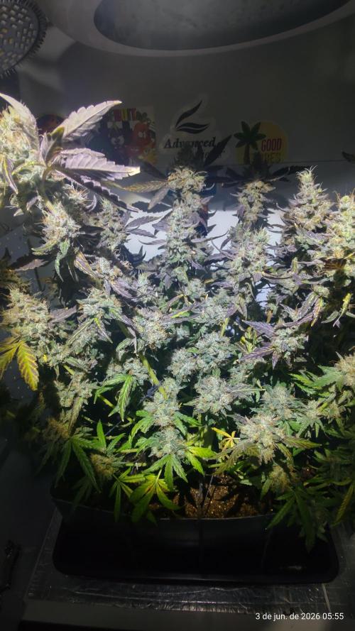 Skittles Pie. Week 21
