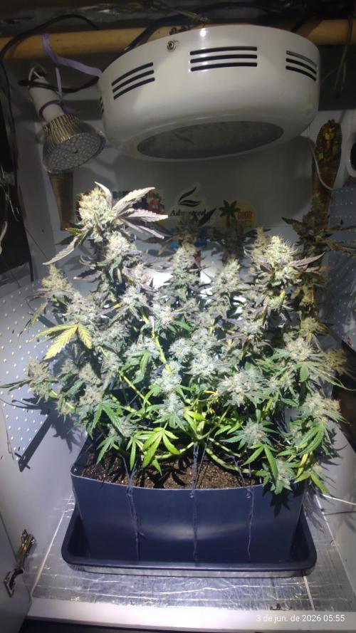 Skittles Pie. Week 21