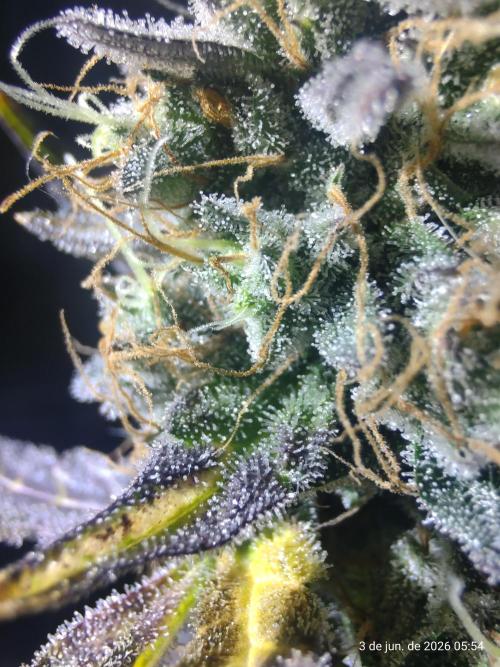 Skittles Pie. Week 21