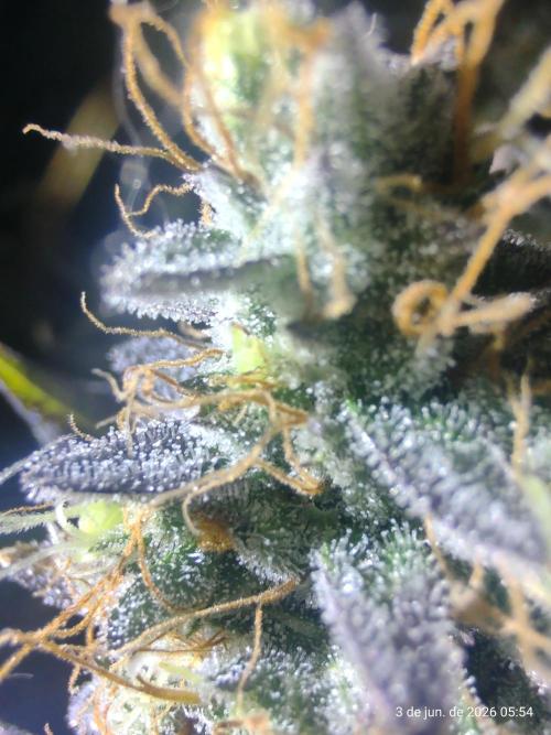 Skittles Pie. Week 21