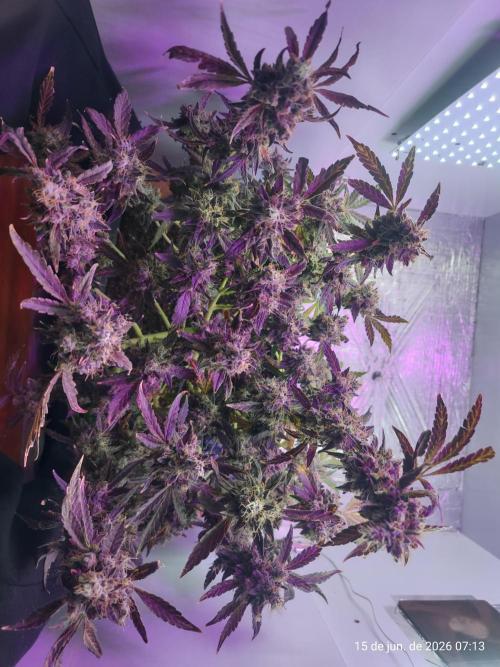 Skittles Pie. Week 22