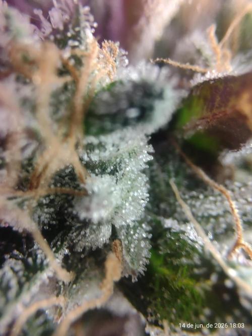 Skittles Pie. Week 22