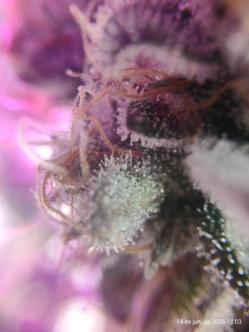 Skittles Pie. Week 22