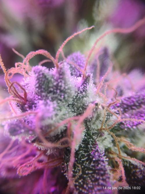 Skittles Pie. Week 22