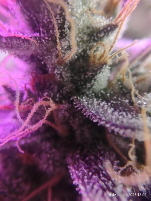 Skittles Pie. Week 22