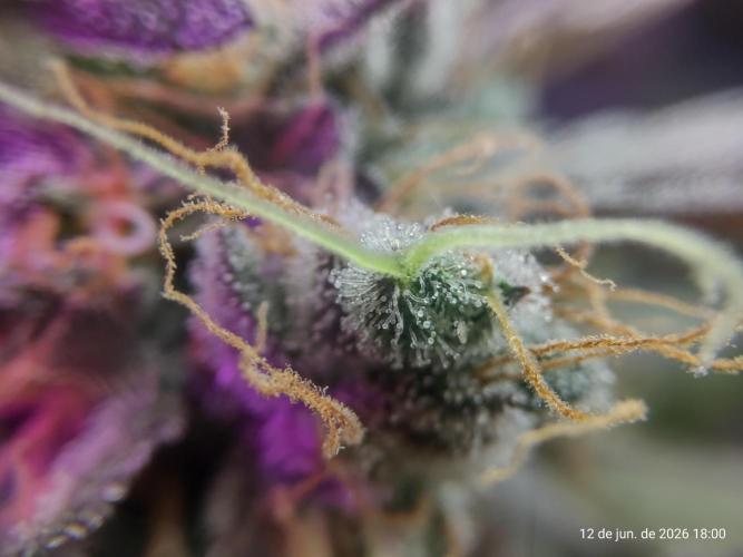 Skittles Pie. Week 22