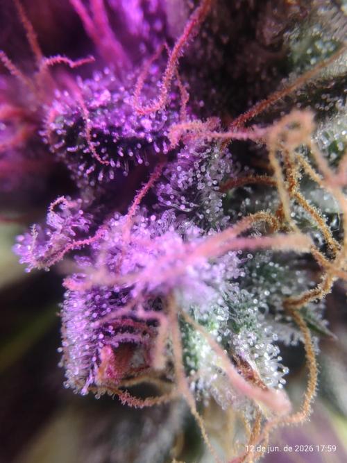 Skittles Pie. Week 22