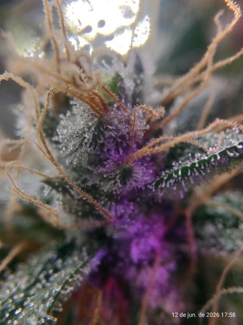 Skittles Pie. Week 22