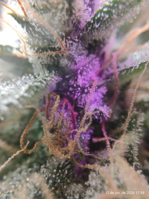 Skittles Pie. Week 22