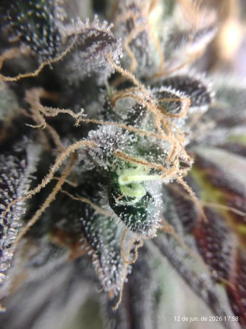 Skittles Pie. Week 22