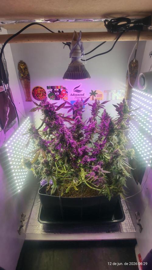 Skittles Pie. Week 22