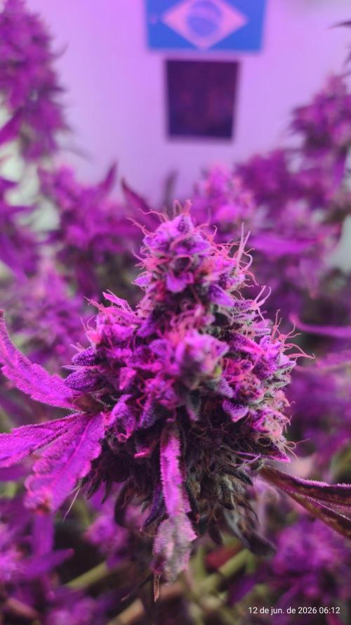 Skittles Pie. Week 22